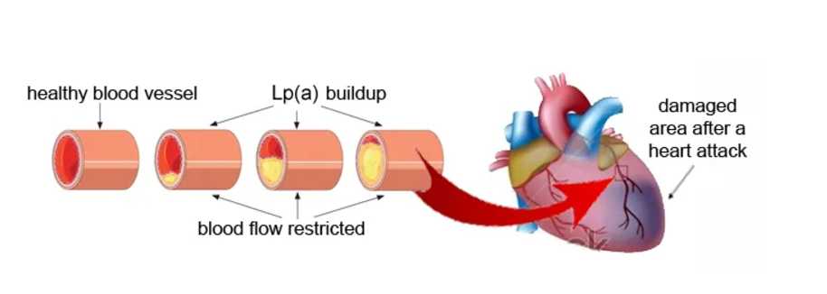 blood flow liporotien